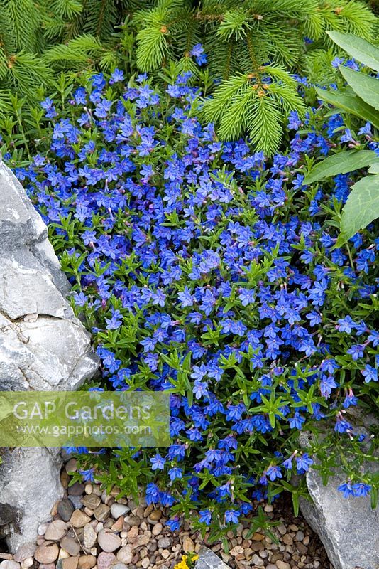 Lithodora diffusa 'Heavenley Blue' syn. L. diffusum 'Heavenly Blue' AGM growing on the rock garden