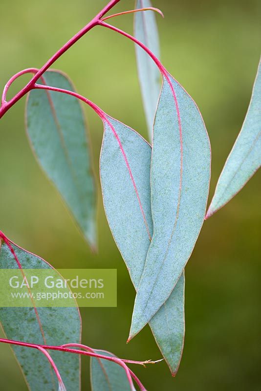Eucalyptus rubida - adult foliage
