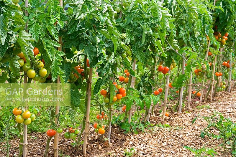 Rows of tomatoes ready to be picked - Pick Your Own Fruit and Vegetable farm, Somerset 