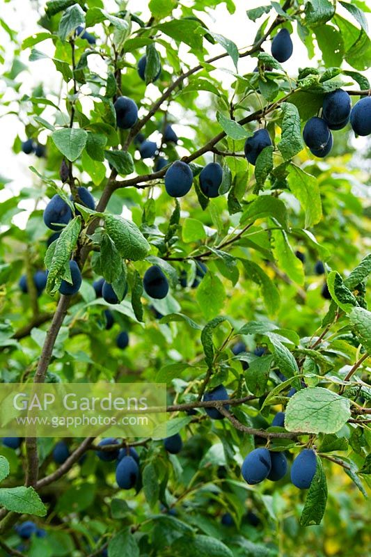 Prunus - Damson tree laden with fruit