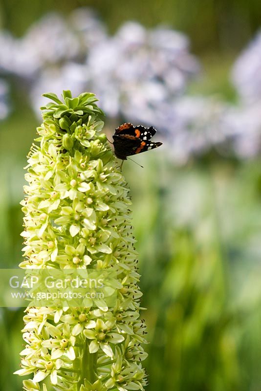 Eucomis pallidiflora with Red Admiral Butterfly - Avon Bulbs, Somerset