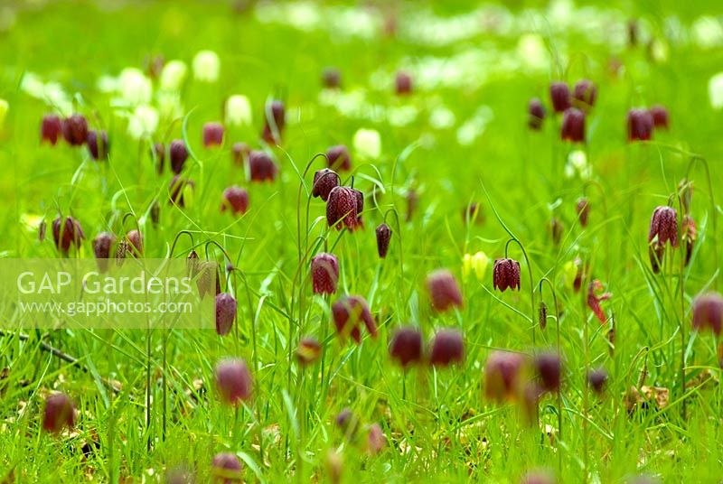 Fritillaria meleagris - Chequered Lily naturalised in meadow
