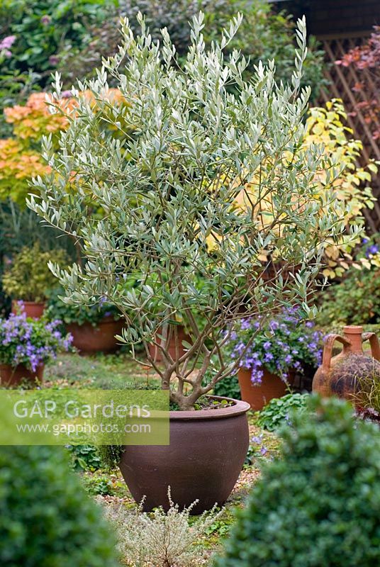 Olea europaea - Olive tree in container