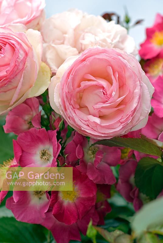 Rosa Heritage 'Ausblush', Shrub rose with Rosa 'American Pillar', Rambler Rose 