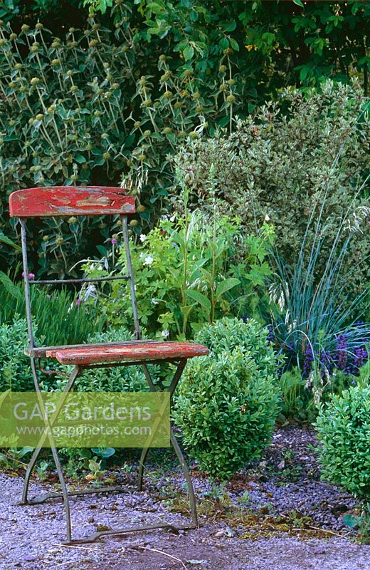 Old red bandstand chair beside Pittosporum tenuifolium 'Silver Queen', Buxus sempervivum, Ajuga 'Atropurpurea' and  Helictrotrichon sempervirens April