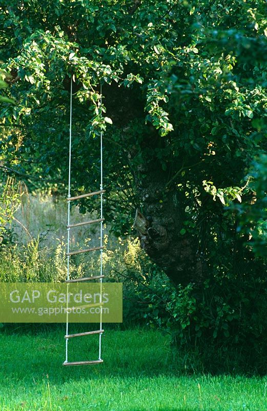 Rope ladder hanging from Malus domestica, old apple tree