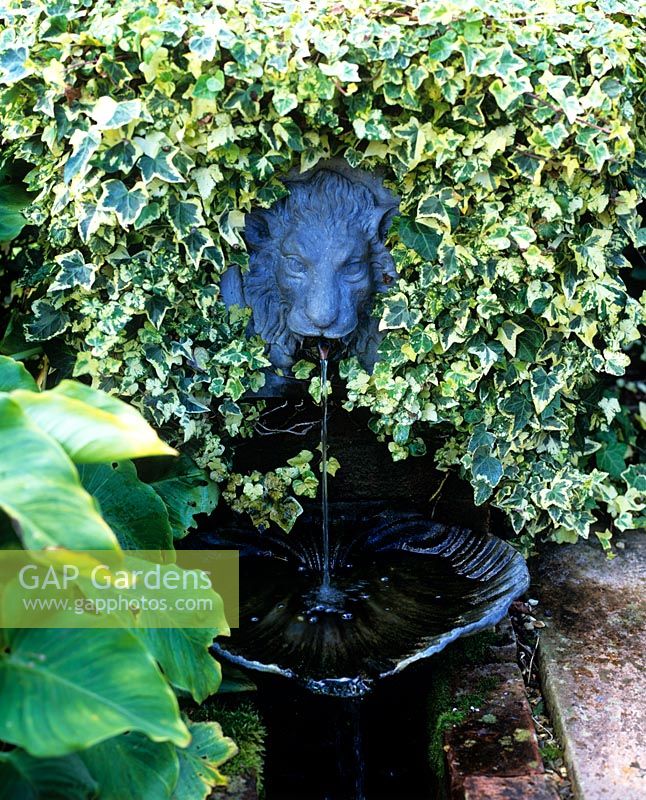 Lion head fountain surround by Hedera