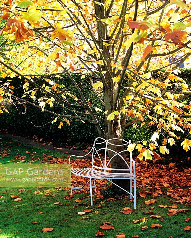 White bench under autumn tree
