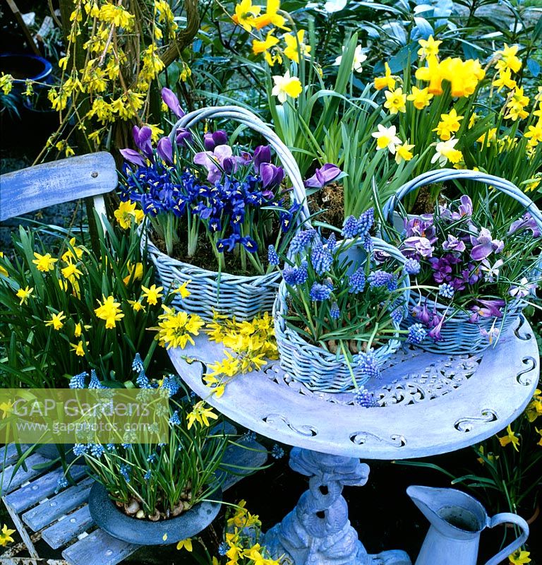 Large basket contains Crocus 'Vernus Blue' and Iris Reticulata 'Harmony. Centre basket contains Muscari 'Blue Magic. Right basket contains Crocus tommasimianus 'Lilac Beauty' and 'Pickwick' - Cut Forsythia on table.  Narcissus 'Tete a Tete' and Muscari 'Royal in ceramic containers on chair. Forsythia and Narcissus 'Tete a Tete and Narcissus 'Jetfire' in background 