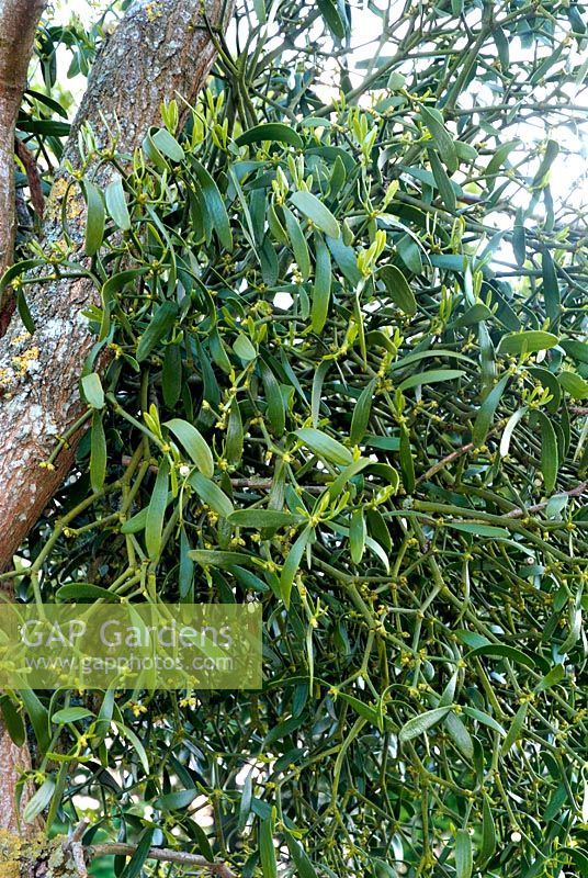 Viscum - Mistletoe growing in Fraxinus ornus, Ash tree in France