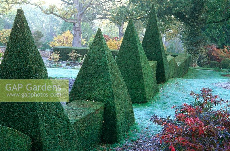 Sharply cut Taxus hedging defines the formal terraced area around the house, Sherwood, Newton St Cyres, Exeter, Devon