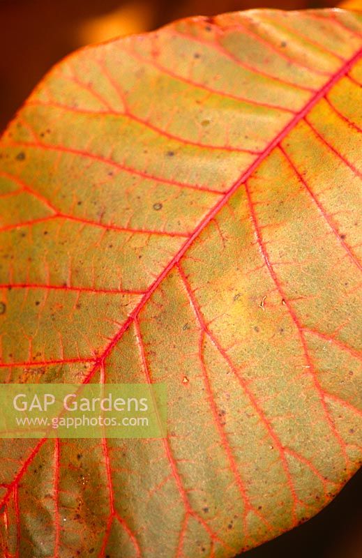 Autumn colouring of Cotinus 'Grace' leaf 