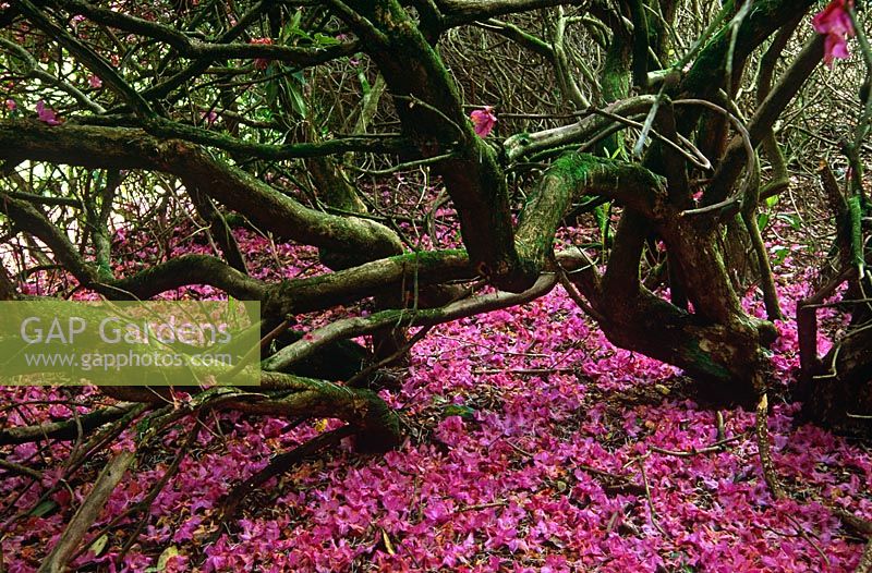 Carpet of fallen petals beneath twisted mossy branches of Rhododendron currieanum