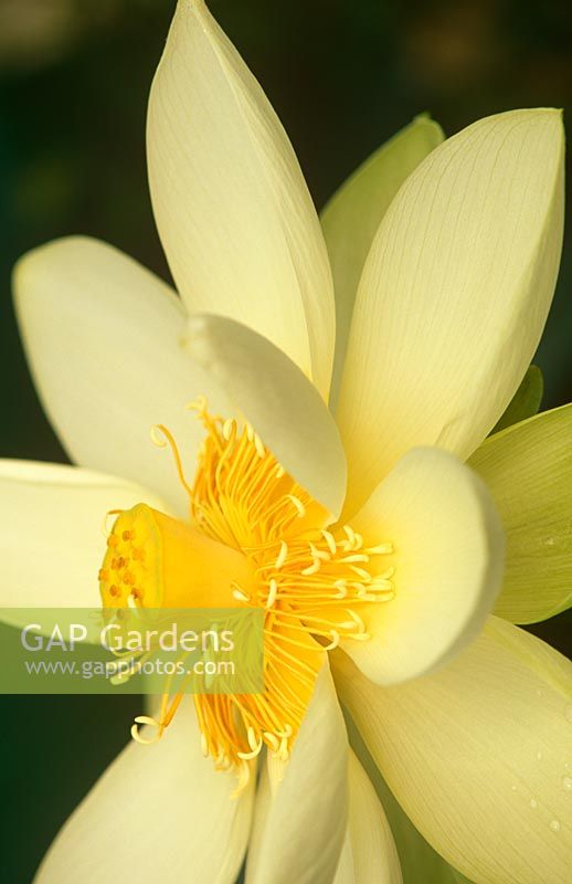 Flower of creamy Nelumbo 'Debbie Gibson' - Lotus