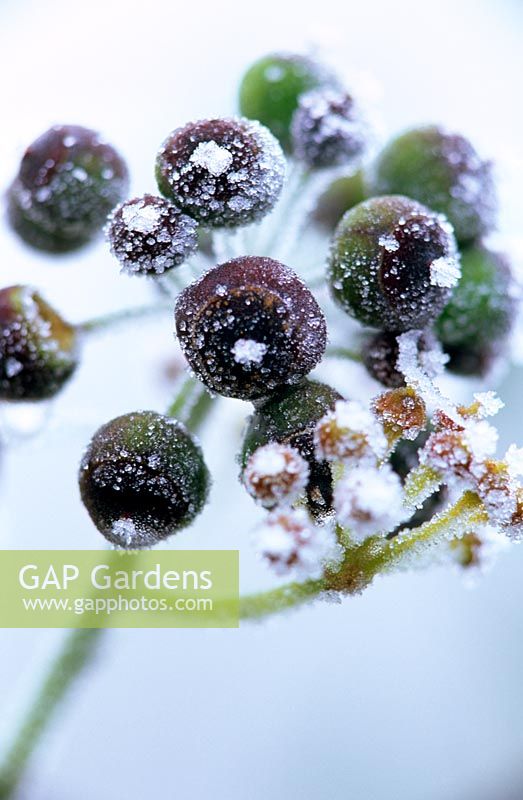 Frosted Hedera - Ivy berries
