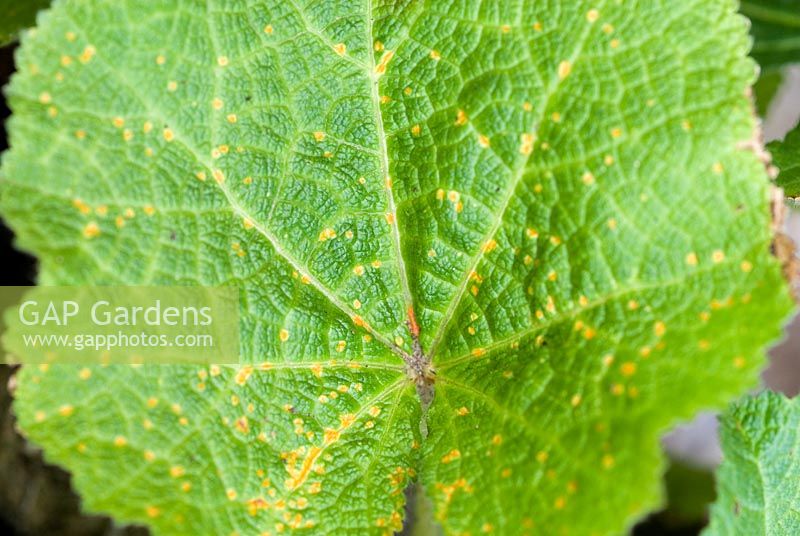Hollyhock rust on Alcea rosea - Hollyhock leaf caused by Puccinia malvacearum Fungus 