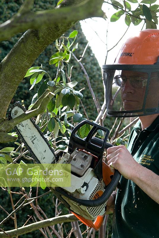 Man using a chain saw with a safetly helmet to dramatically cut back and prune a Cotoneaster Lacteus in April