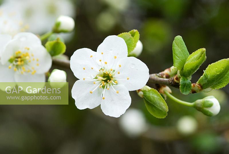 Crataegus monogyna - Hawthorn blossom  flowering in the hedge