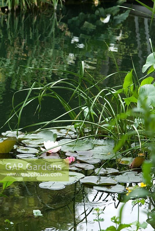 Nymphaea - waterlily on a Natural Swimming Pond in Cambridge