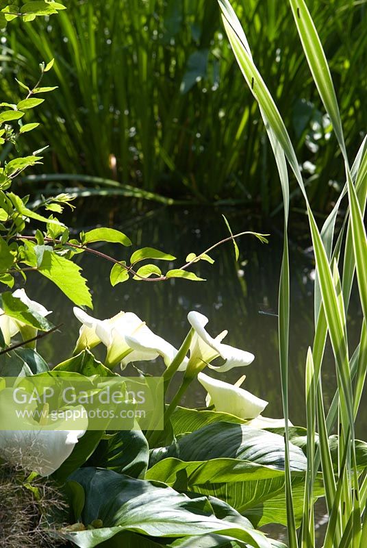 Zantedeschia aethiopica - Arum Lilies and leaves of Typha latifolia 'Variegata' -Bulrush by a Natural Swimming Pond in Cambridge