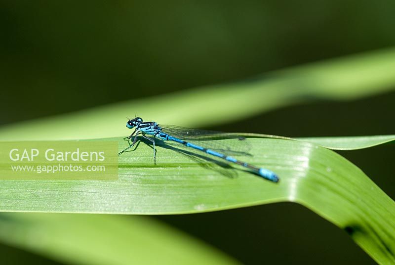 Coenagrion puella - Damselfly on a leaf by a Natural Swimming Pond, Cambridge