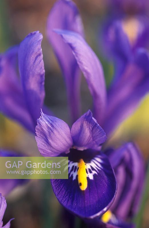 Iris reticulata 'Harmony' - Netted Iris