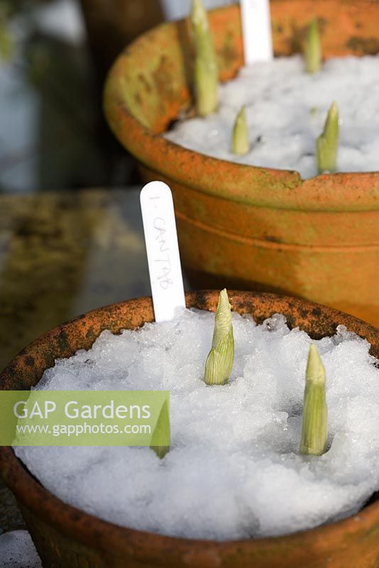 New shoots of young bulbous Iris reticulata 'Cantab' peeping through snow - Grown in clay pots