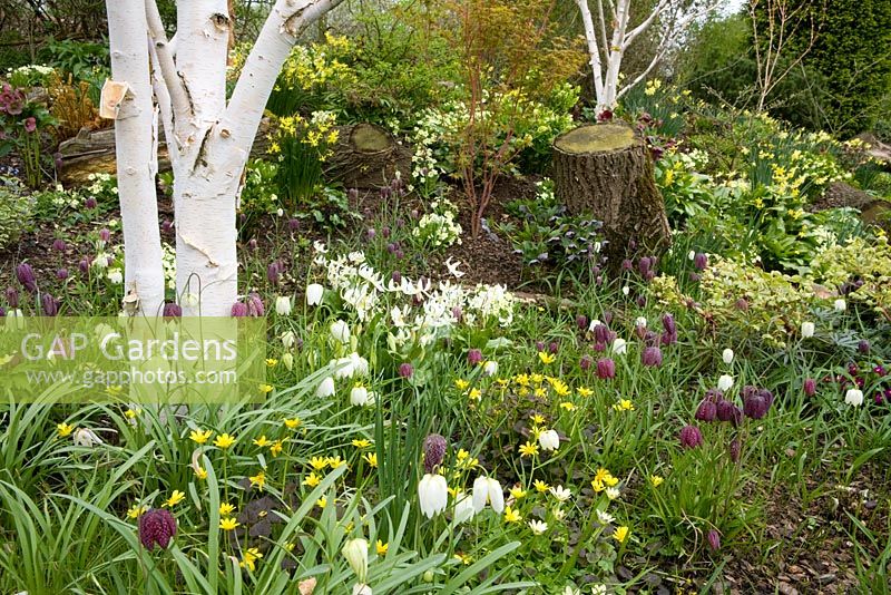 Fritillaria meleagris and Erythronium californicum 'White Beauty' growing with Helleborus and Narcissus in John Massey's dell garden. White trunks of Betula utilis var. jacquemontii - silver birch