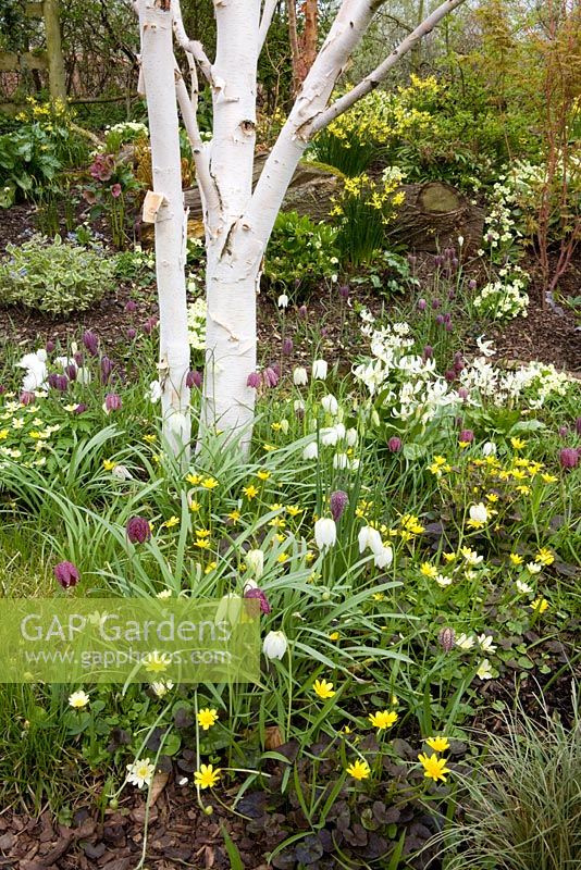 Fritillaria meleagris, Erythronium californicum 'White Beauty' and Ranunculus 'Brazen Hussy' growing with Helleborus and Narcissus in John Massey's dell garden. White trunk of Betula utilis var. jacquemontii - silver birch