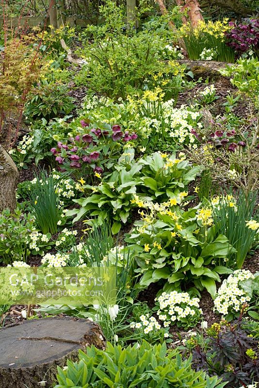 Primula vulgaris and Erythronium 'Pagoda' growing with Helleborus and Narcissus in John Massey's dell garden