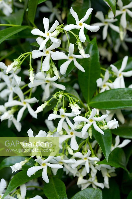 Trachelospermum jasminoides - Star jasmine