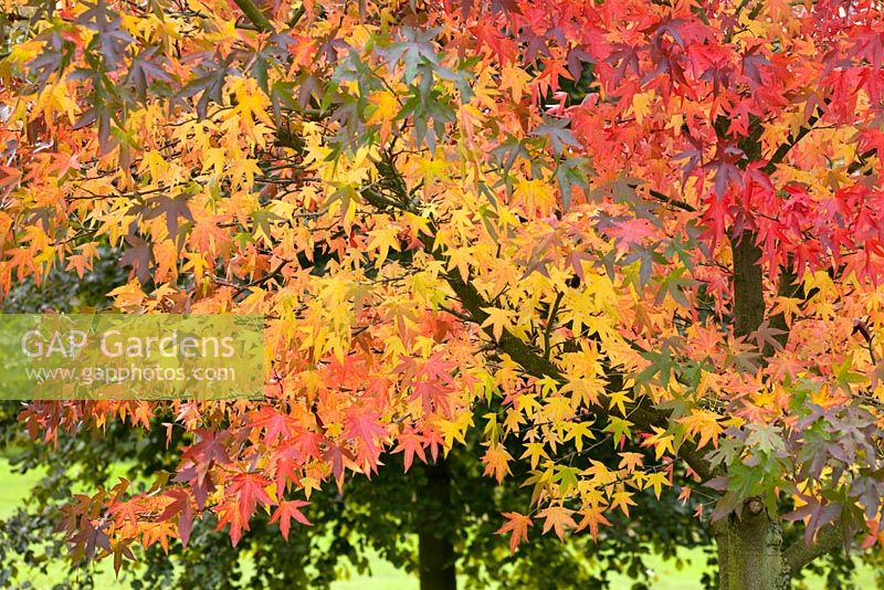 Liquidambar styraciflua 'Worplesdon' - Sweet gum - in autumn colour