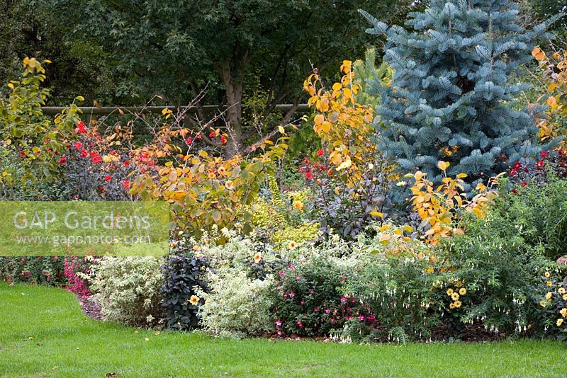 Autumn border with Dahlias, Fuchsias and Hamamelis. Variegated Fuchsia is Fuchsia 'Heidi Ann', white flowered is Fuchsia 'Hawkshead'