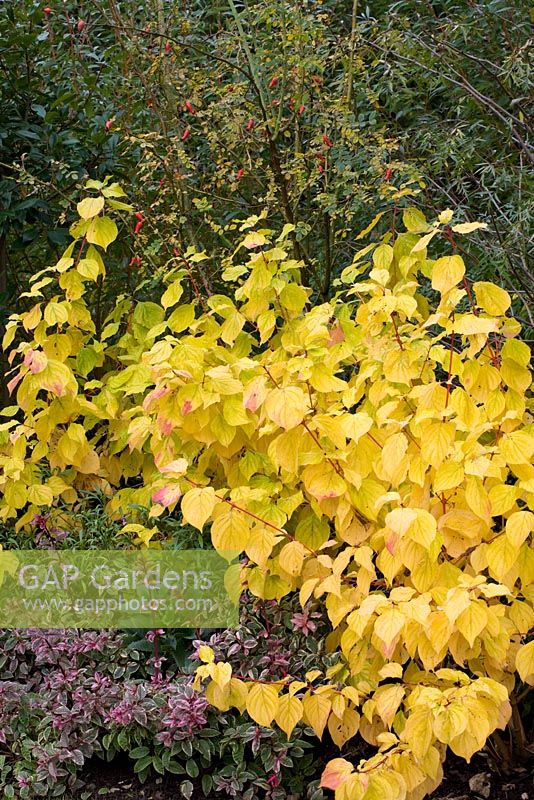 Cornus sanguinea 'Magic Flame' in autumn colouring