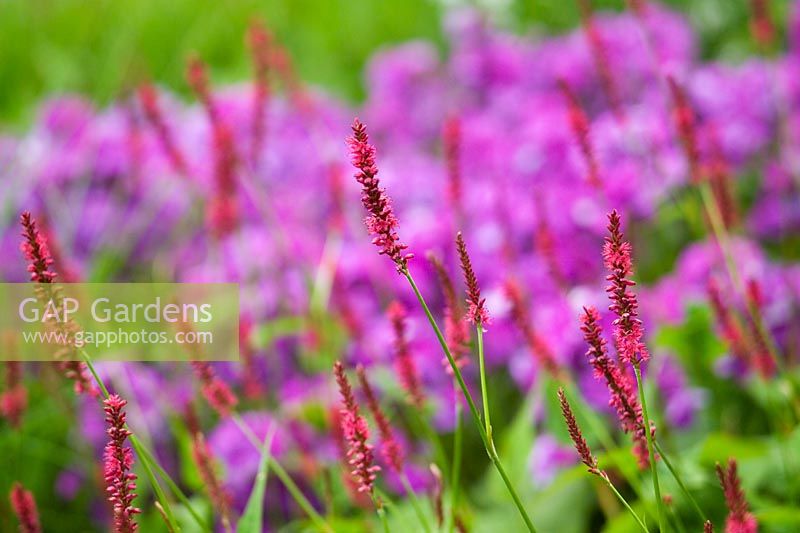 Persicaria amplexicaulis 'Firetail' in front of Phlox paniculata 'Blue Paradise'