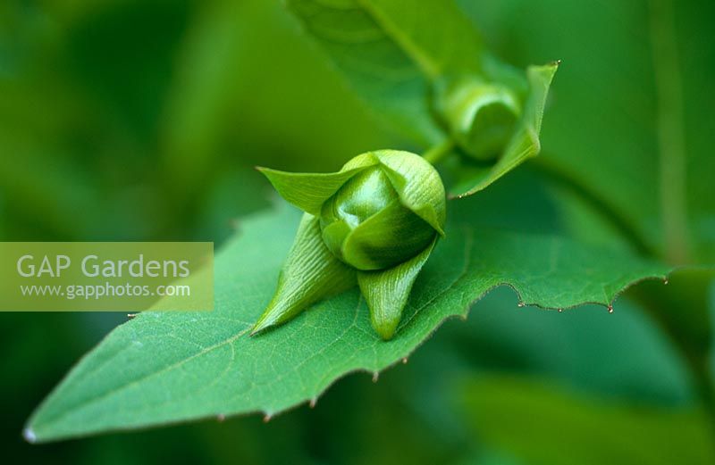 Detail of new flower bud of Silphium perfoliatum