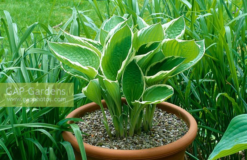 New leaves of container grown Hosta 'Francee'