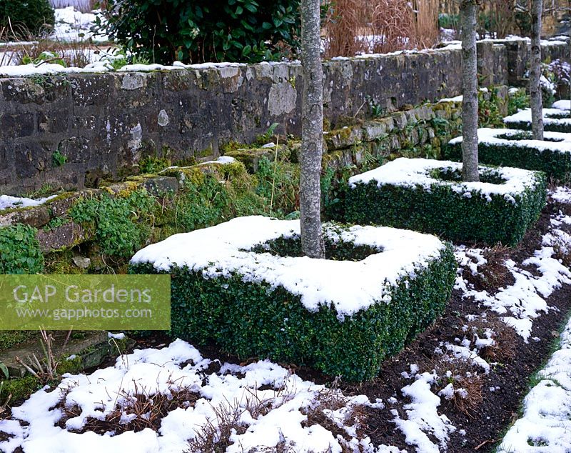 Square clipped Buxus hedging with snow