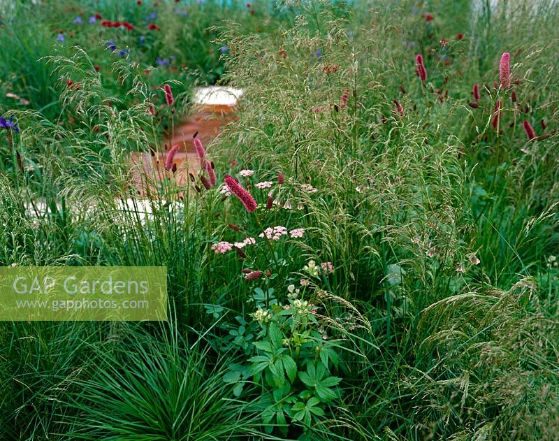 RHS Chelsea Flower Show 2006. The Halifax Garden - These Four Walls with Astrantia major 'Ruby Wedding' and Sanguisorba officinalis 'Tanna' 