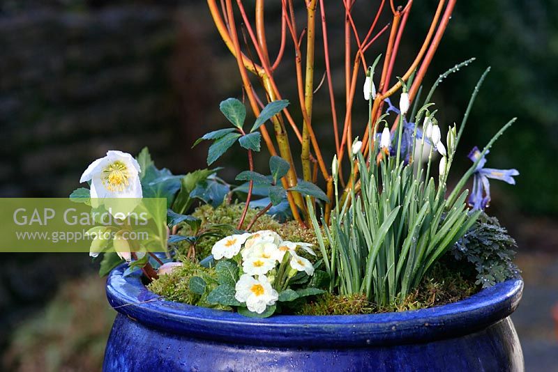 Planted container for February - Helleborus orientalis, Primula vulgaris, Galanthus Nivalis, Iris and Cornus plus moss for a woodland feel
