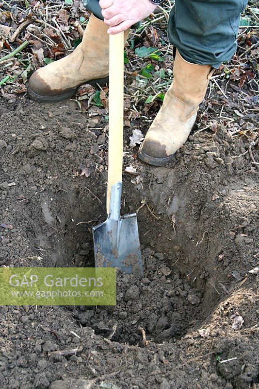 Planting a rootballed Cercidiphyllum in January - Loosening the soil in the bottom of the hole