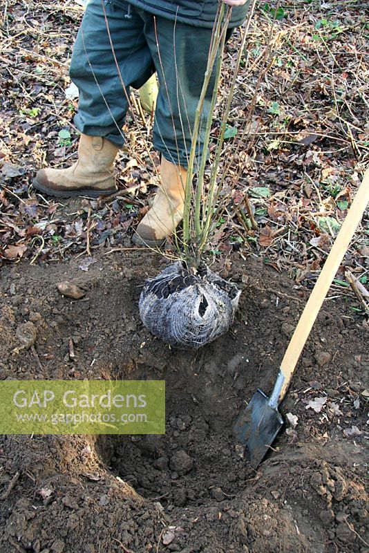 Planting a rootballed Cercidiphyllum in January - Note the generous size of the hole in relation to the rootball. The soil is in ideal condition for planting, moist and crumbly, not too wet