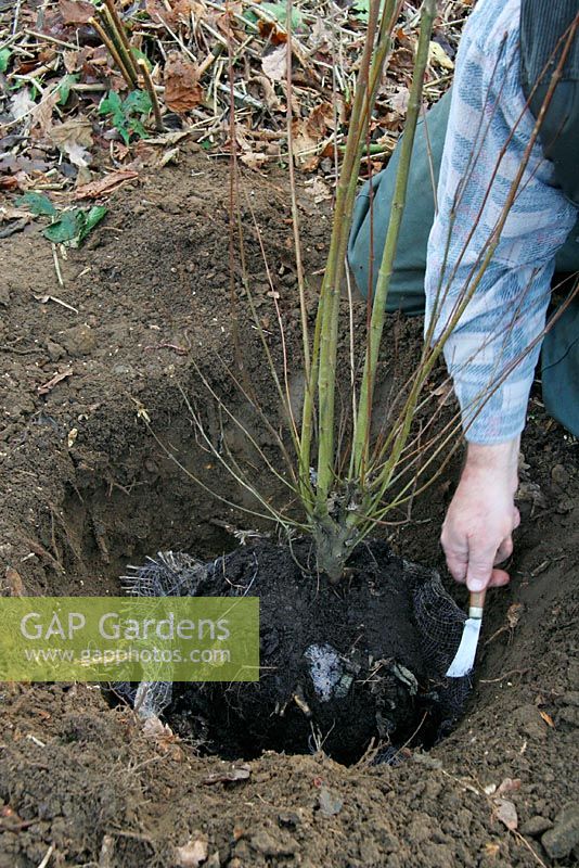Planting a rootballed Cercidiphyllum in January - Cutting the rootwrap loose from around the stem. To avoid disturbing the roots the hessian wrap is left under the rootball. The roots can easily grow through it and it will rot away in a few years