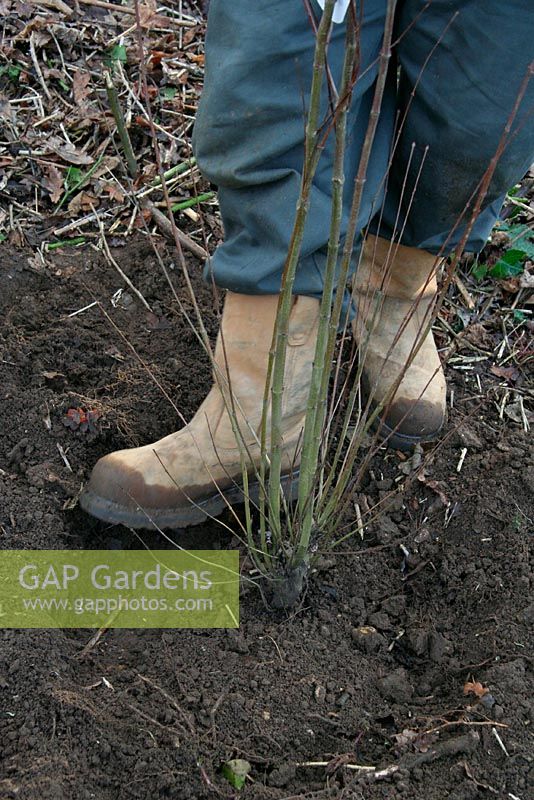 Planting a rootballed Cercidiphyllum in January - Firming in