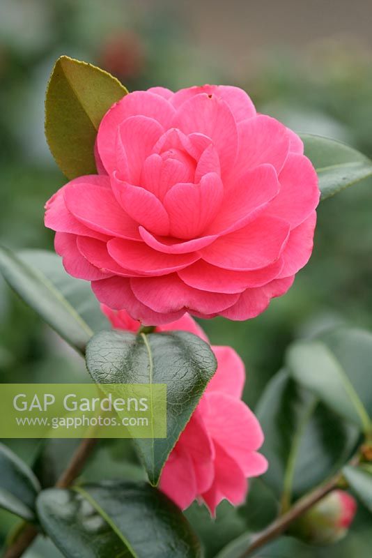 Camellia 'Adorable'
