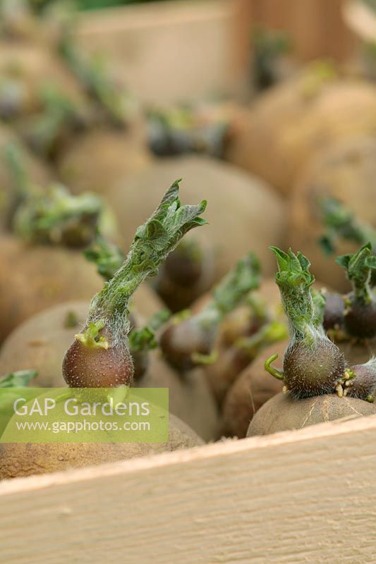 Seed potatoes chitting - set out in trays in good light to encourage good strong shoots to develop before planting out