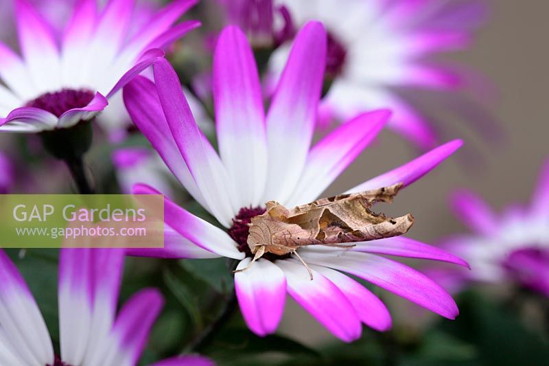 Angle shades moth resting on Senetti flower - camouflaged to look like a dead leaf