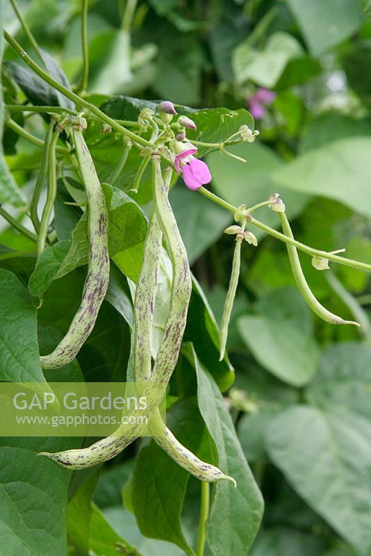 Phaseolus vulgaris - Climbing French bean 'Signora de campagna'