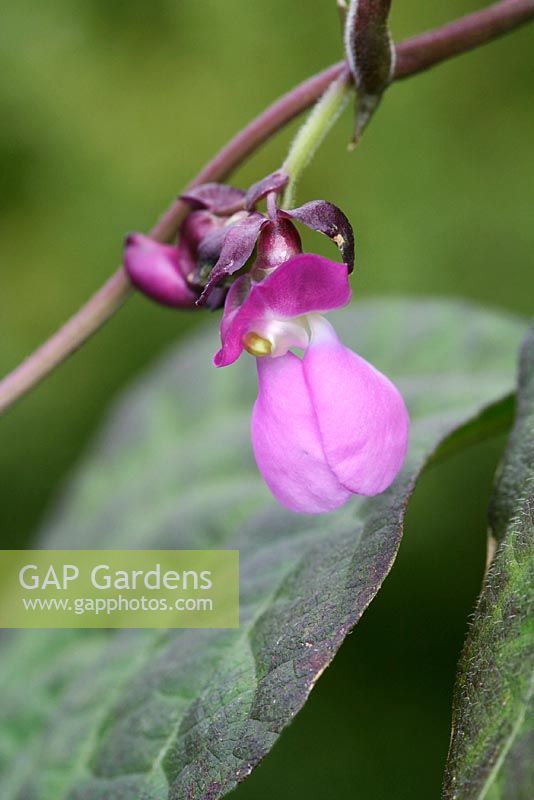 Phaseolus vulgaris - Climbing french bean 'Cosse Violette'