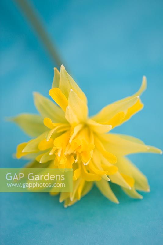 Narcissus minor 'Rip van Winkle'- Daffodil 